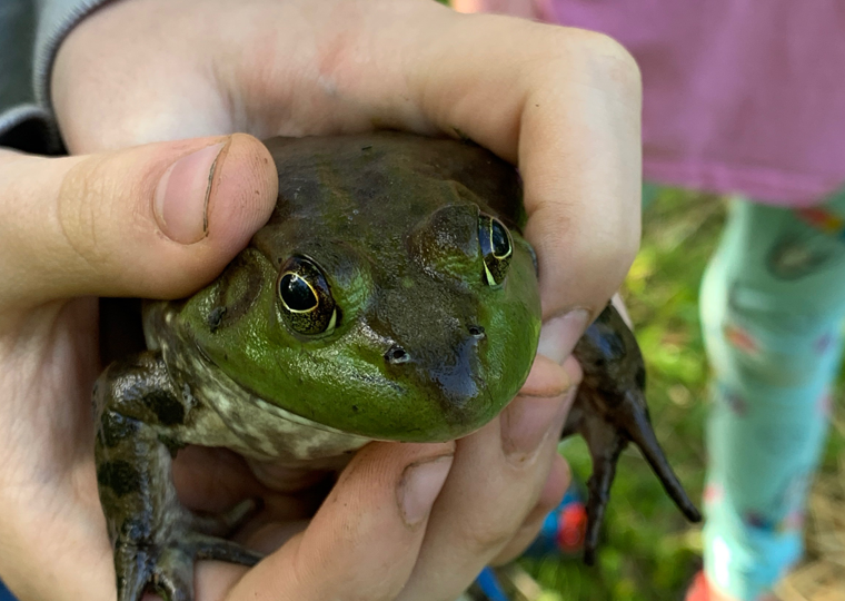 full image of frog